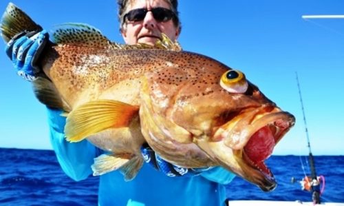 Comet grouper on very deep baiting - Rod Fishing Club - Rodrigues Island - Mauritius - Indian Ocean