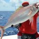 Crimson job fish or Pristipomides filamentosus - Rod Fishing Club - Rodrigues Island - Mauritius - Indian Ocean