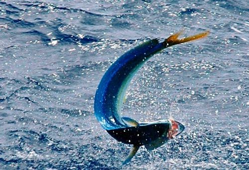 Dorado - Rod Fishing Club - Rodrigues Island - Mauritius - Indian Ocean