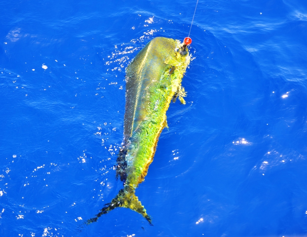 Dorado on popper Nov 2014 - Rod Fishing Club - Rodrigues Island - Mauritius - Indian Ocean