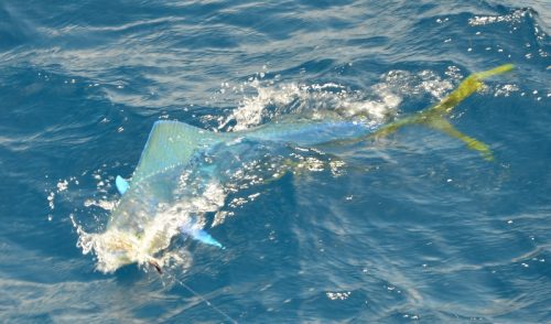 Dorado on trolling - Rod Fishing Club - Rodrigues Island - Mauritius - Indian Ocean