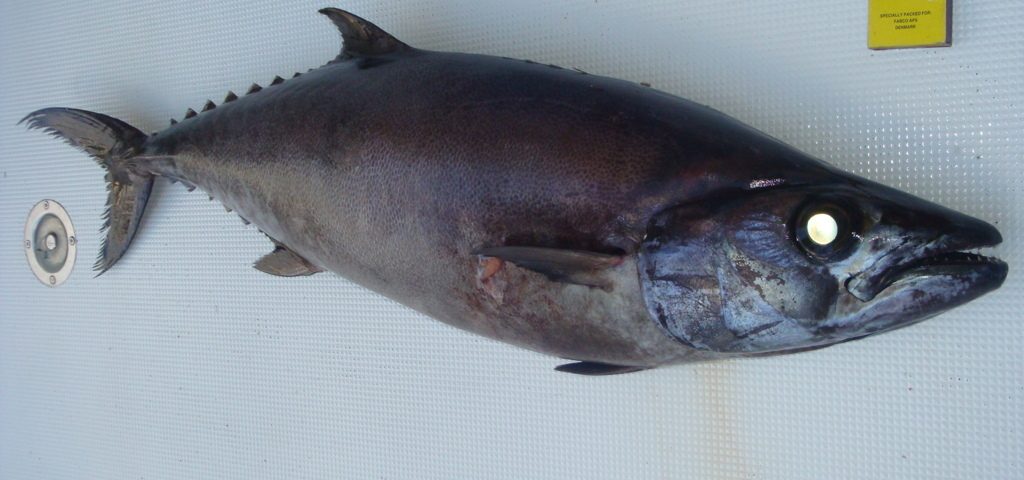 Escolar or Lepidocybium flavobrunneum - Rod Fishing Club - Rodrigues Island - Mauritius - Indian Ocean