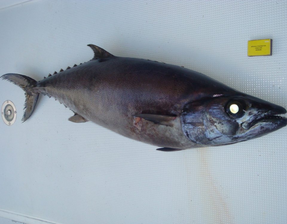 Escolar or Lepidocybium flavobrunneum - Rod Fishing Club - Rodrigues Island - Mauritius - Indian Ocean