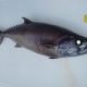 Escolier noir ou Lepidocybium flavobrunneum - Rod Fishing Club - Ile Rodrigues - Maurice - Océan Indien