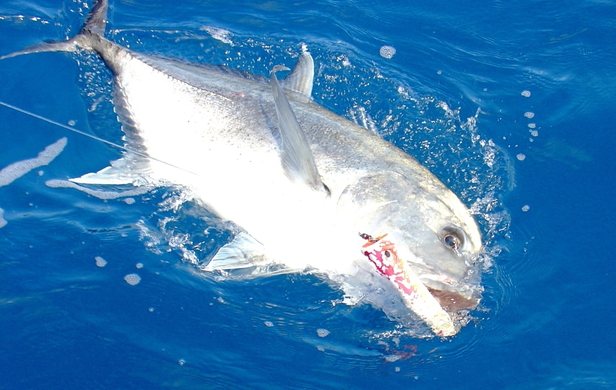 GT on popping  - Rod Fishing Club - Rodrigues Island - Mauritius - Indian Ocean