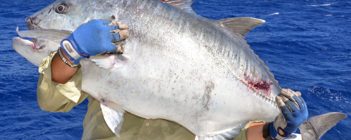 Giant trevally or Caranx ignobilis - Rod Fishing Club - Rodrigues Island - Mauritius - Indian Ocean