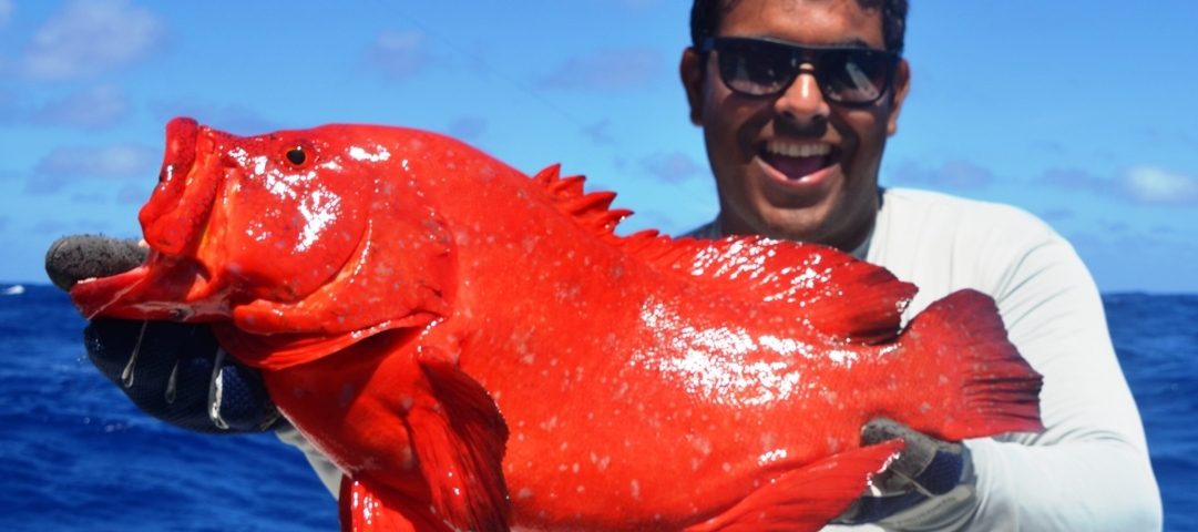 Golden hind grouper or Cephalopholis aurantia - Rod Fishing Club - Rodrigues Island - Mauritius - Indian Ocean