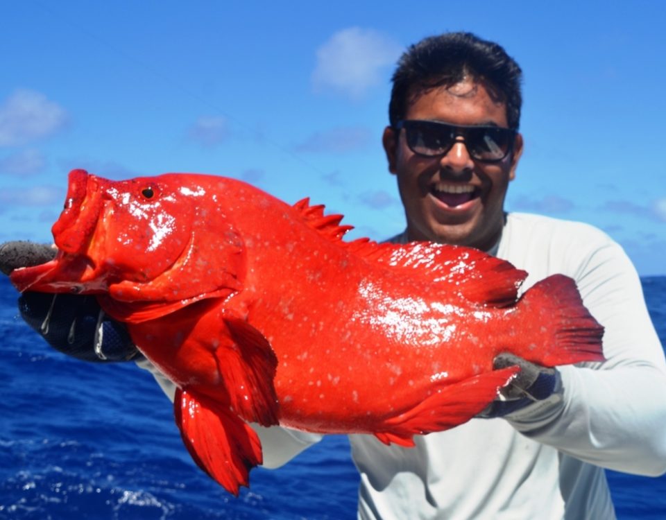 Golden hind grouper or Cephalopholis aurantia - Rod Fishing Club - Rodrigues Island - Mauritius - Indian Ocean