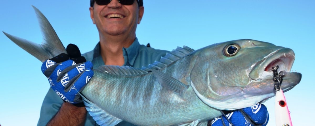 Green jobfish or Aprion virescens - Rod Fishing Club - Rodrigues Island - Mauritius - Indian Ocean