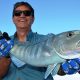 Green jobfish or Aprion virescens - Rod Fishing Club - Rodrigues Island - Mauritius - Indian Ocean