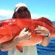 Grouper caught on jigging - Rod Fishing Club - Rodrigues Island - Mauritius - Indian Ocean