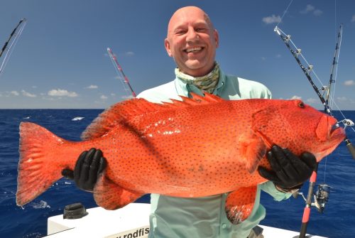 Grouper on jigging - Rod Fishing Club - Rodrigues Island - Mauritius - Indian Ocean