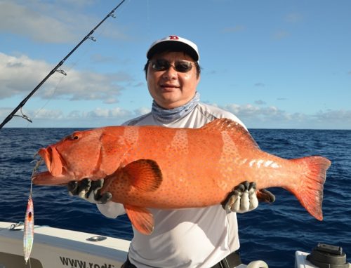 Grouper on jigging - Rod Fishing Club - Rodrigues Island - Mauritius - Indian Ocean