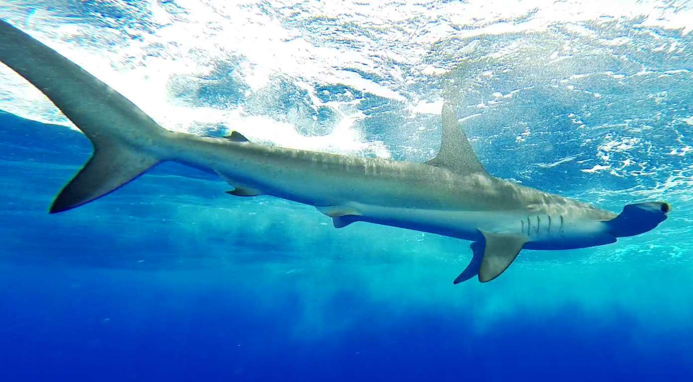 Hammerhead shark - Rod Fishing Club - Rodrigues Island - Mauritius - Indian Ocean