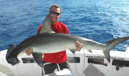 Hammerhead shark on baiting - Rod Fishing Club - Rodrigues Island - Mauritius - Indian Ocean