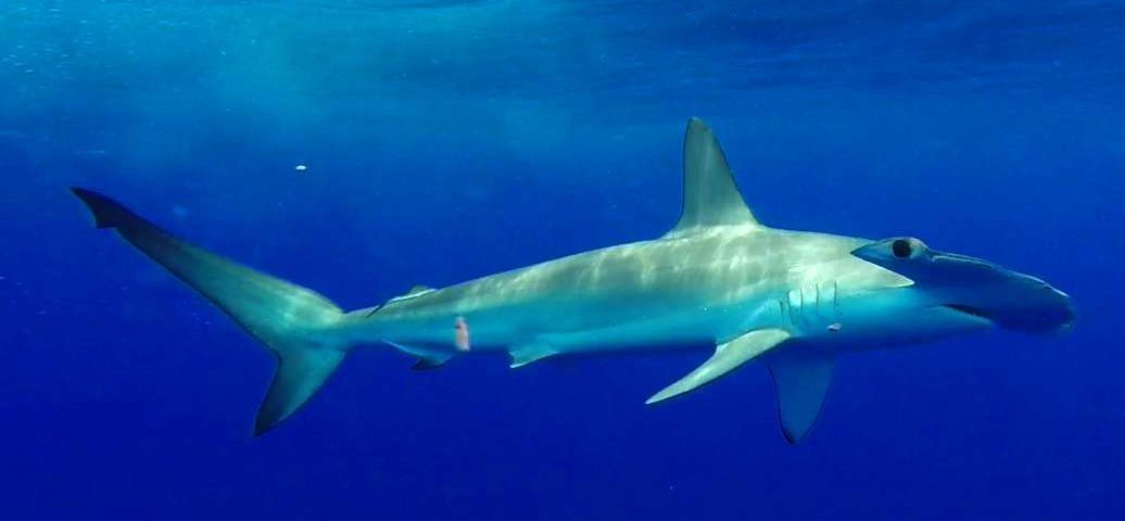Hammerhead shark or Sphyma lewini - Rod Fishing Club - Rodrigues Island - Mauritius - Indian Ocean