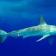 Hammerhead shark or Sphyma lewini - Rod Fishing Club - Rodrigues Island - Mauritius - Indian Ocean