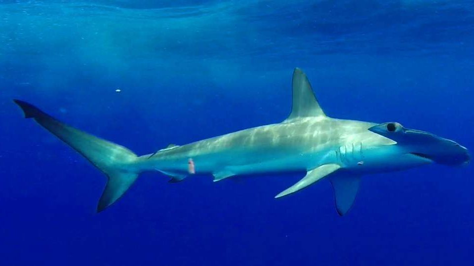 Hammerhead shark or Sphyma lewini - Rod Fishing Club - Rodrigues Island - Mauritius - Indian Ocean