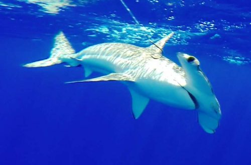 Hammerhead shark released - Rod Fishing Club - Rodrigues Island - Mauritius - Indian Ocean