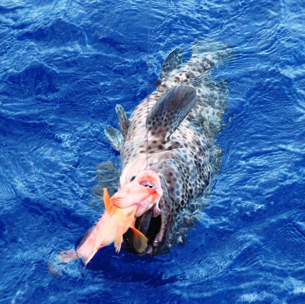 Hungry bigspot grouper - Rod Fishing Club - Rodrigues Island - Mauritius - Indian Ocean