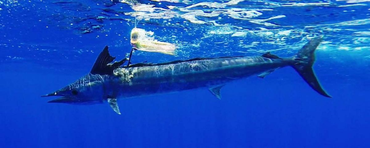 Lancier ou Tetrapturus angustirostris - Rod Fishing Club - Ile Rodrigues - Maurice - Océan Indien