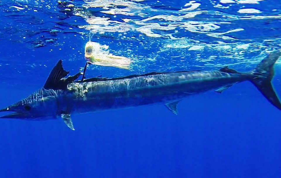 Lancier ou Tetrapturus angustirostris - Rod Fishing Club - Ile Rodrigues - Maurice - Océan Indien