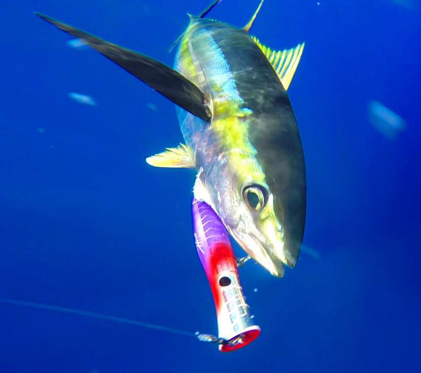 Magnifique prise d'un thon jaune au popper - Rod Fishing Club - Ile Rodrigues - Maurice - Océan Indien