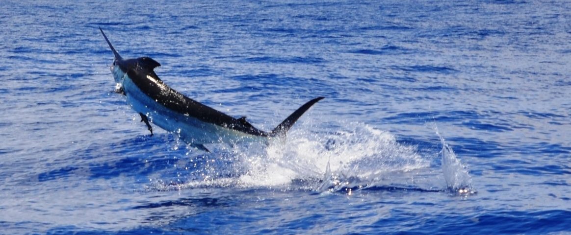 Marlin bleu ou Makaira nigricans - Rod Fishing Club - Ile Rodrigues - Maurice - Océan Indien