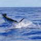 Marlin bleu ou Makaira nigricans - Rod Fishing Club - Ile Rodrigues - Maurice - Océan Indien