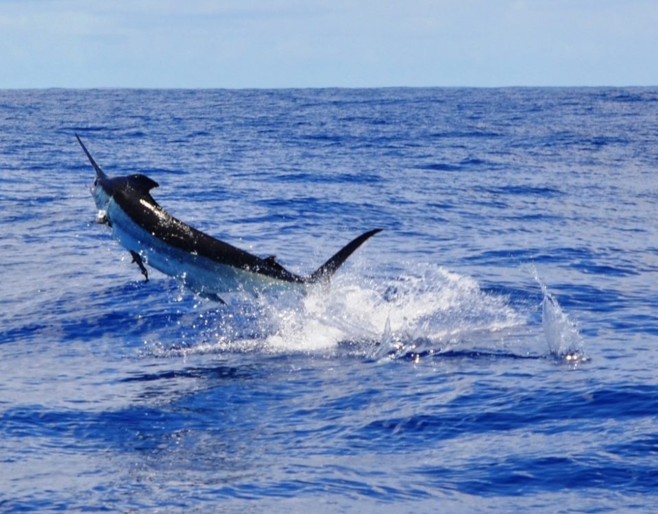 Marlin bleu ou Makaira nigricans - Rod Fishing Club - Ile Rodrigues - Maurice - Océan Indien