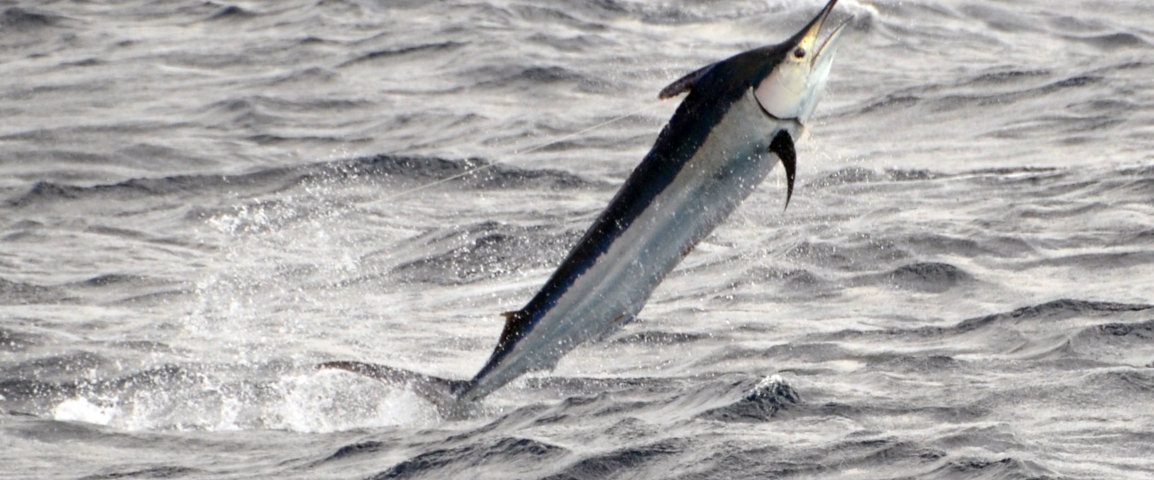 Marlin noir ou Istiompax indica - Rod Fishing Club - Ile Rodrigues - Maurice - Océan Indien