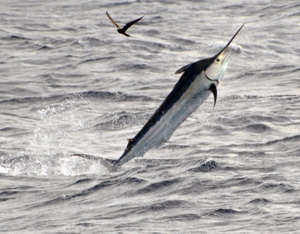 Marlin noir ou Istiompax indica - Rod Fishing Club - Ile Rodrigues - Maurice - Océan Indien