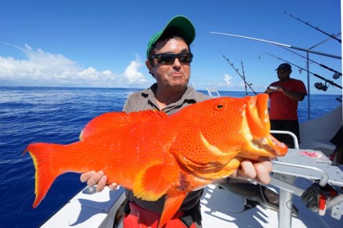 Moontail sea bass on jigging - Rod Fishing Club - Rodrigues Island - Mauritius - Indian Ocean