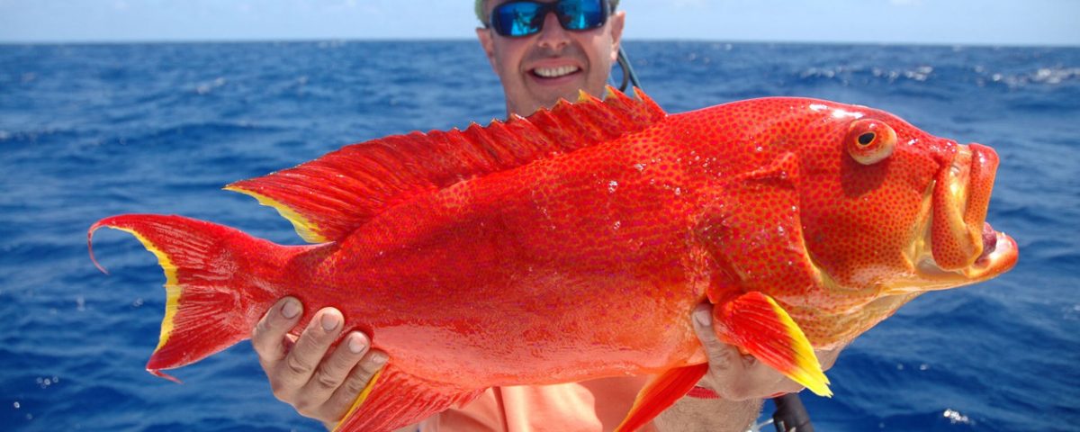 Moontail sea bass or Variola luti - Rod Fishing Club - Rodrigues Island - Mauritius - Indian Ocean