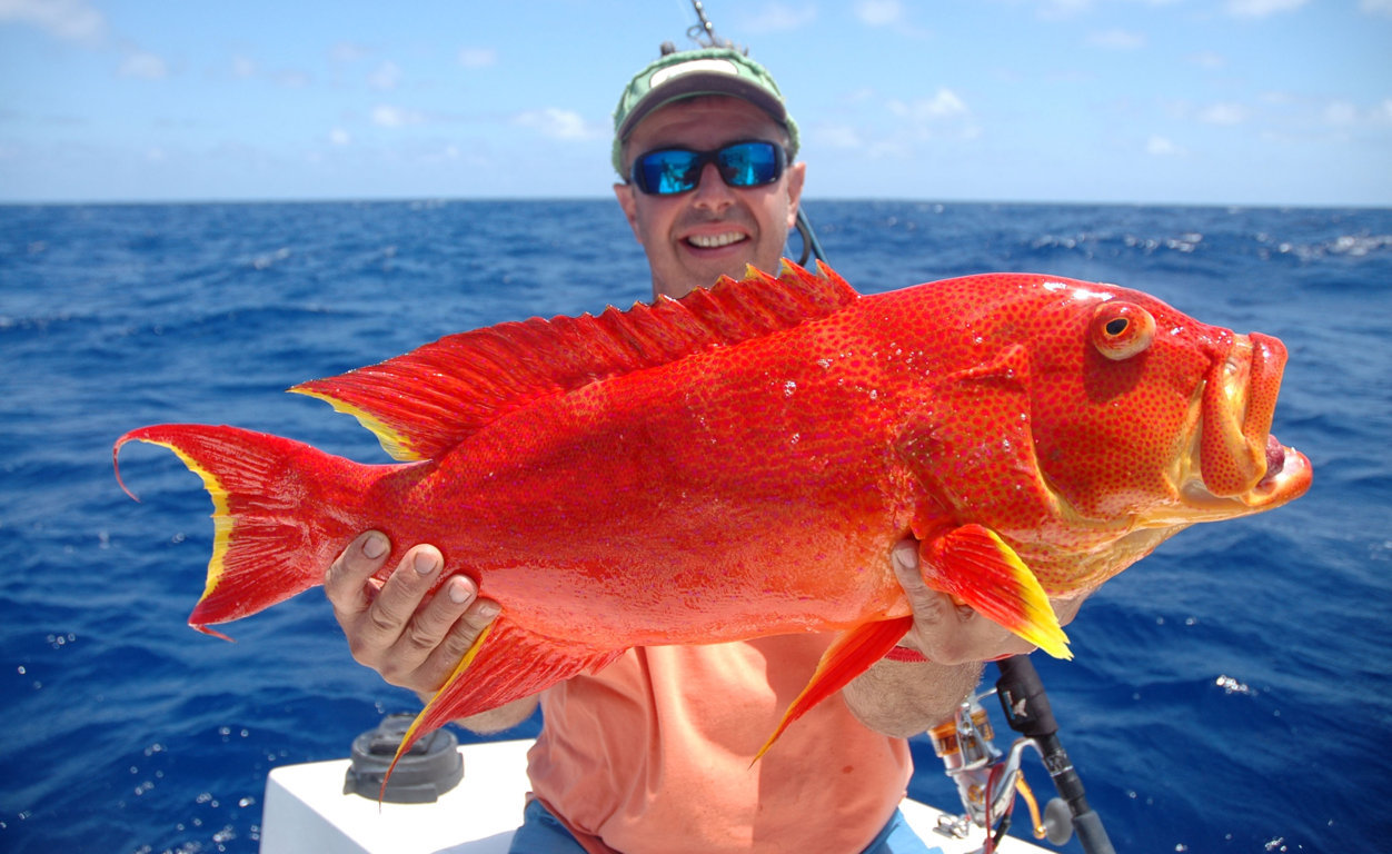 Moon-tail sea bass or Variola luti - Rod Fishing club