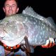 Mérou vieille plate grise ou Epinephelus multinotatus - Rod Fishing Club - Ile Rodrigues - Maurice - Océan Indien