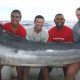 Nice black marlin caught on trolling - Rod Fishing Club - Rodrigues Island - Mauritius - Indian Ocean