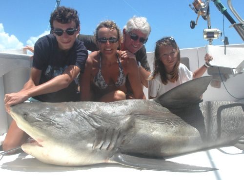 Nice bull shark on baiting - Rod Fishing Club - Rodrigues Island - Mauritius - Indian Ocean