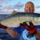 Rainbow runer or Elagatis bipinnulata - Rod Fishing Club - Rodrigues Island - Mauritius - Indian Ocean