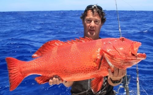Red coral trout on jigging - Rod Fishing Club - Rodrigues Island - Mauritius - Indian Ocean