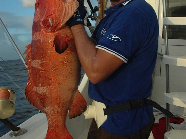 Red coral trout on jigging - Rod Fishing Club - Rodrigues Island - Mauritius - Indian Ocean