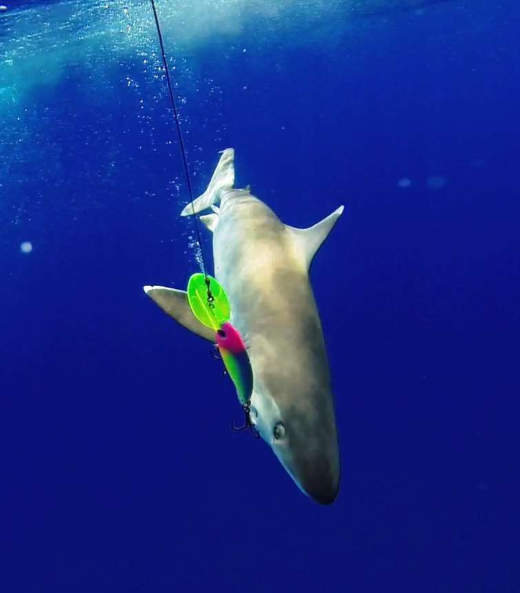 Requin pointe blanche (Carcharhinus albimarginatus) pris au Rapala - Rod Fishing Club - Ile Rodrigues - Maurice - Océan Indien