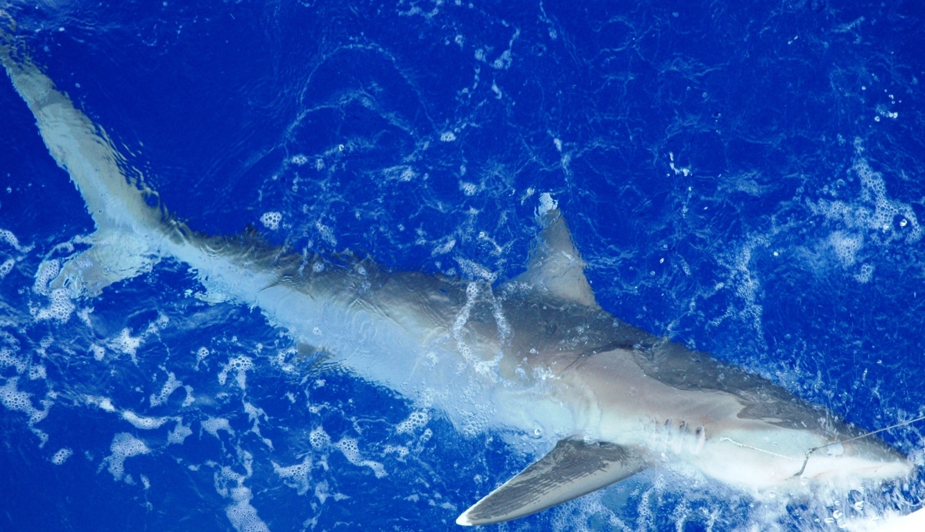 Requin pointe blanche au bateau - Rod Fishing Club - Ile Rodrigues - Maurice - Océan Indien