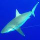 Requin pointe blanche ou Carcharhinus albimarginatus - Rod Fishing Club - Ile Rodrigues - Maurice - Océan Indien