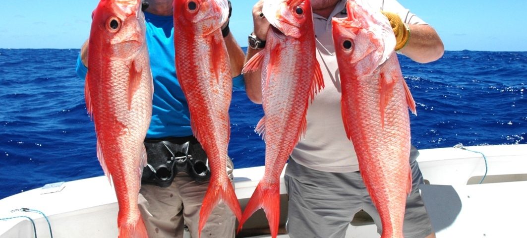 Rosy job fish or flame snapper or Etelis coruscans - Rod Fishing Club - Rodrigues Island - Mauritius - Indian Ocean