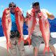 Rosy job fish or flame snapper or Etelis coruscans - Rod Fishing Club - Rodrigues Island - Mauritius - Indian Ocean