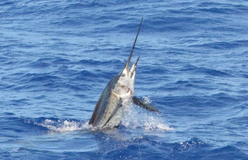 Sailfish jumping - Rod Fishing Club - Rodrigues Island - Mauritius - Indian Ocean