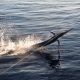 Sailfish jumping - Rod Fishing Club - Rodrigues Island - Mauritius - Indian Ocean