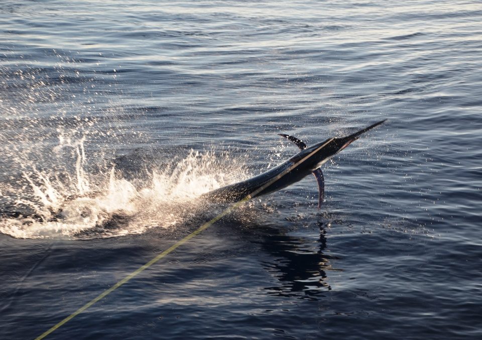 Sailfish jumping - Rod Fishing Club - Rodrigues Island - Mauritius - Indian Ocean