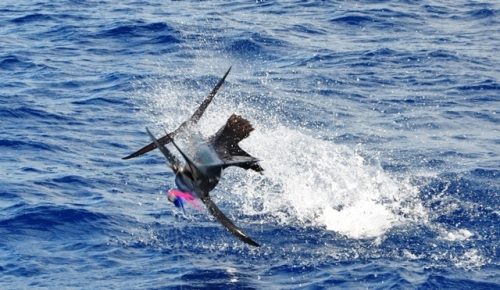 Sailfish jumping - Rod Fishing Club - Rodrigues Island - Mauritius - Indian Ocean